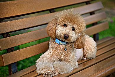 《无主之地4》新视频 3代魔女阿玛拉将回归